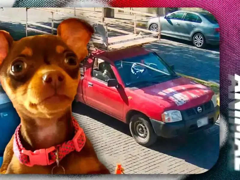 Dueña de Moka recibe llamadas de extorsión tras desaparición de su chihuahua en Puebla