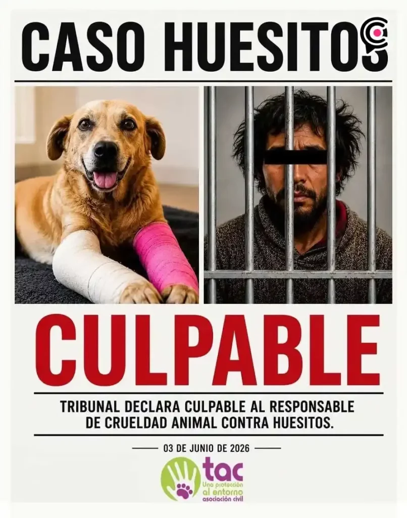 “El Colamochas” es declarado culpable por agredir a “Huesitos” en Miahuatlán, Puebla; perrito murió tras ataque