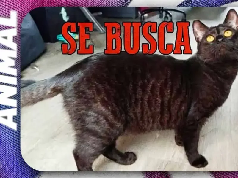 Buscan a Albín, gato desaparecido tras asalto en veterinaria de San Manuel, Puebla
