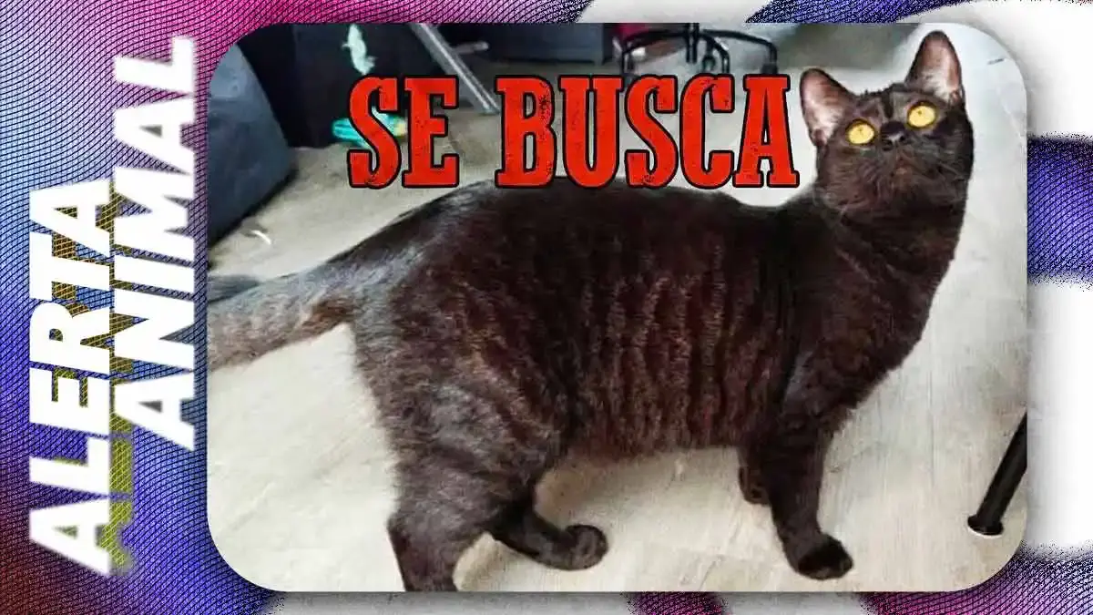 Buscan a Albín, gato desaparecido tras asalto en veterinaria de San Manuel, Puebla