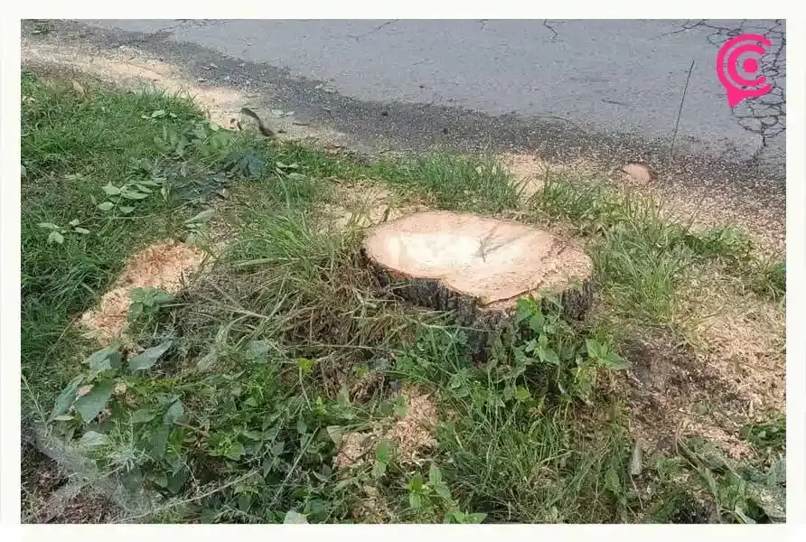 Colectivo culpa al Ayuntamiento de Puebla por tala y ecocidio en Bosques de San Sebastián