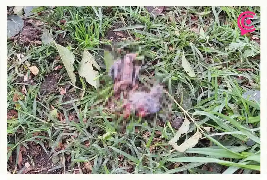 Colectivo culpa al Ayuntamiento de Puebla por tala y ecocidio en Bosques de San Sebastián