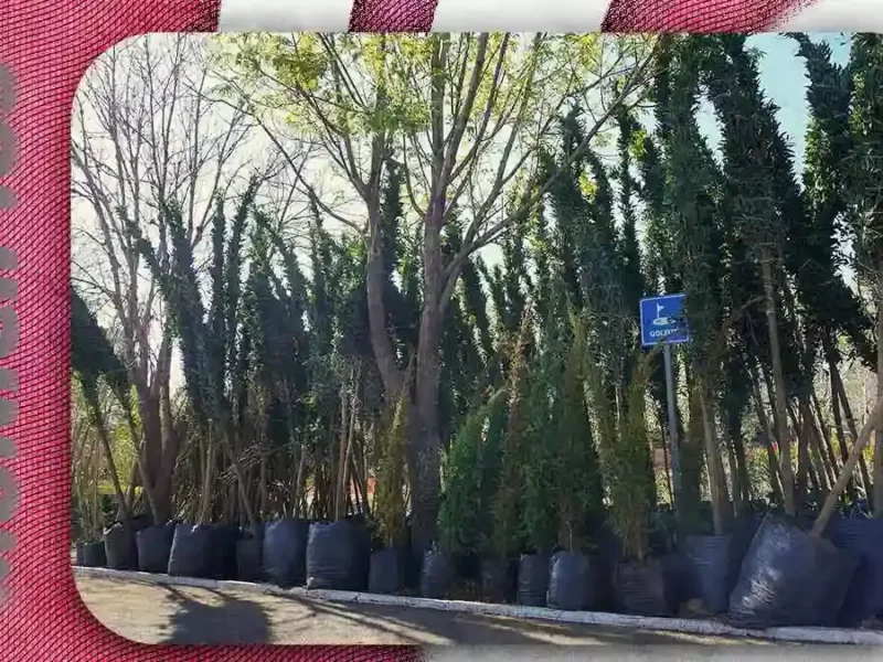 Ayuntamiento de Puebla sembrará 66 árboles tras intervención en Bosques de San Sebastián: Medio Ambiente
