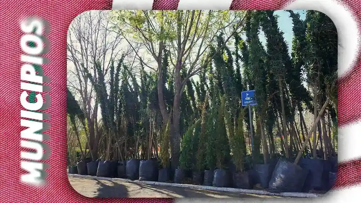 Ayuntamiento de Puebla sembrará 66 árboles tras intervención en Bosques de San Sebastián: Medio Ambiente