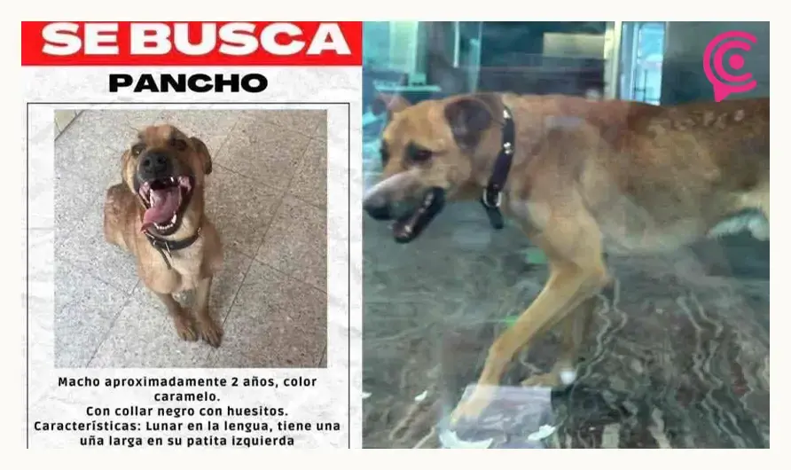 Rescatan a perro atrapado en instalaciones de la antigua Universidad Cuauhtémoc Puebla