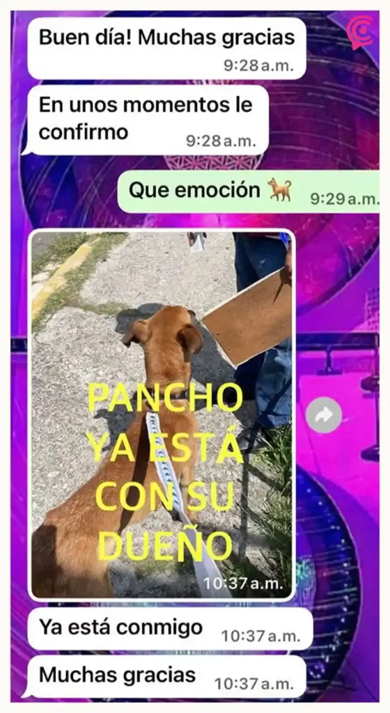 Rescatan a perro atrapado en instalaciones de la antigua Universidad Cuauhtémoc Puebla