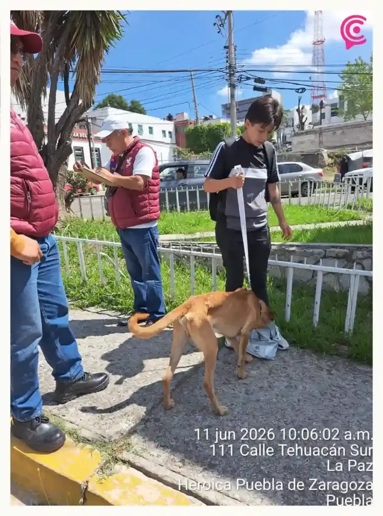 Rescatan a perro atrapado en instalaciones de la antigua Universidad Cuauhtémoc Puebla