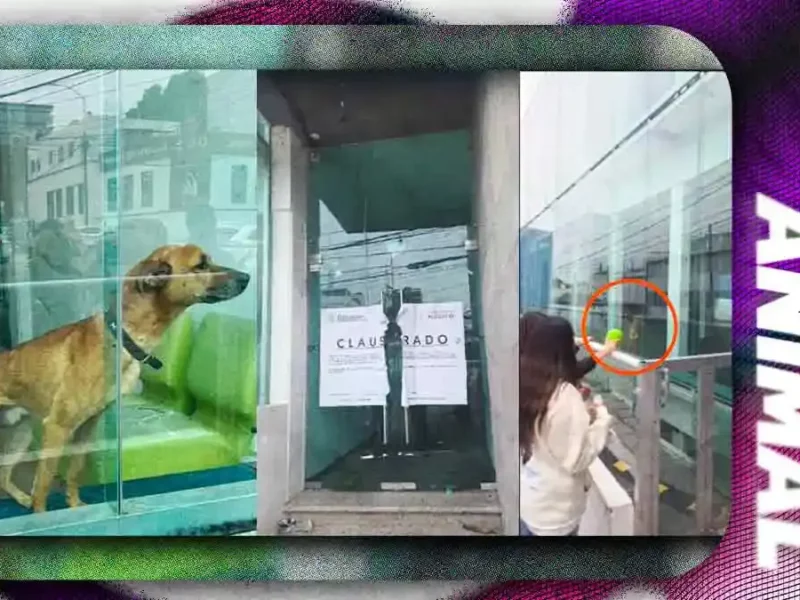 Rescatan a perro atrapado en instalaciones de la antigua Universidad Cuauhtémoc Puebla