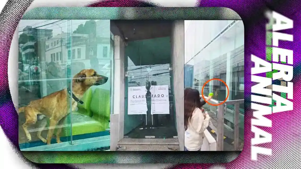 Rescatan a perro atrapado en instalaciones de la antigua Universidad Cuauhtémoc Puebla