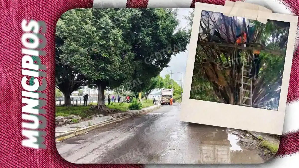 Desmantelan “nidos” de indigentes en árboles del Periférico Ecológico de Puebla