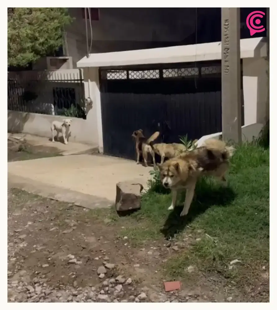 Acusan a Bienestar Animal de Puebla de ignorar reportes de maltrato