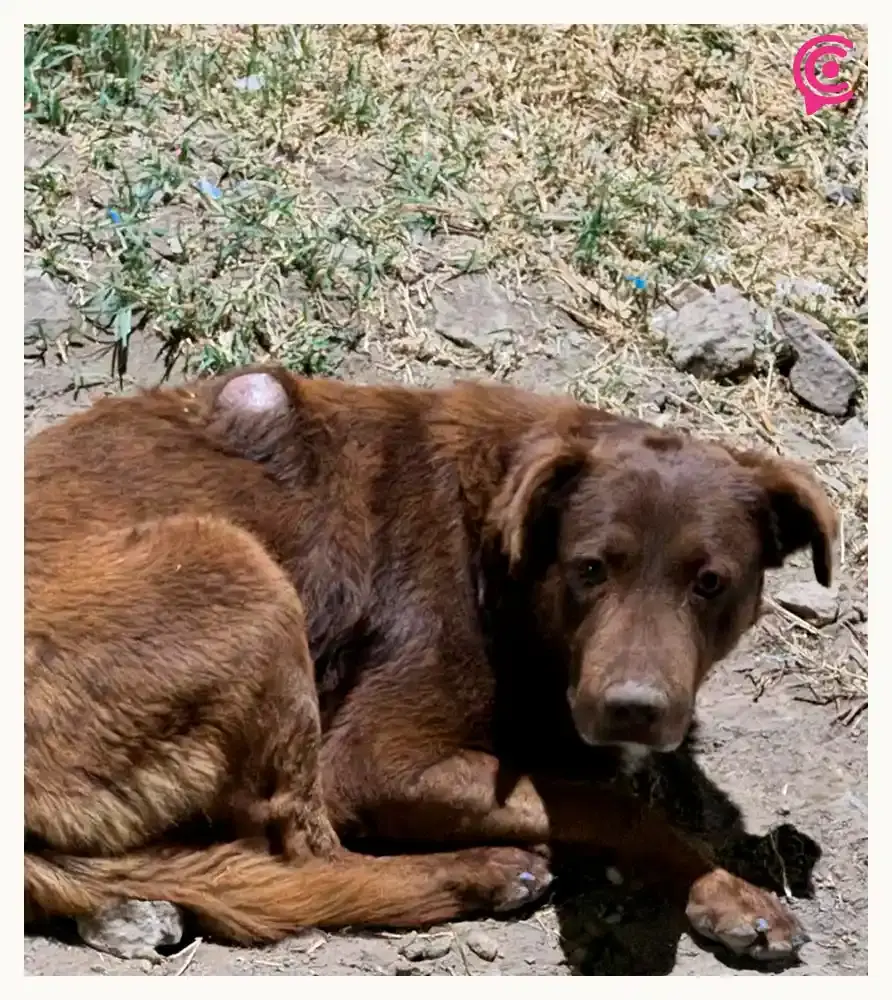 Acusan a Bienestar Animal de Puebla de ignorar reportes de maltrato