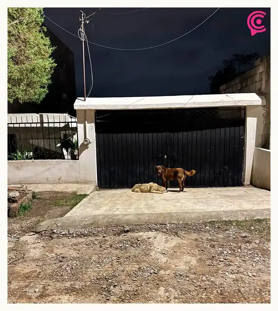 Acusan a Bienestar Animal de Puebla de ignorar reportes de maltrato