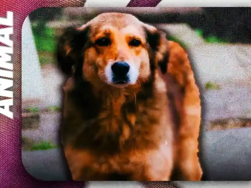 Acusan a Bienestar Animal de Puebla de ignorar reportes de maltrato