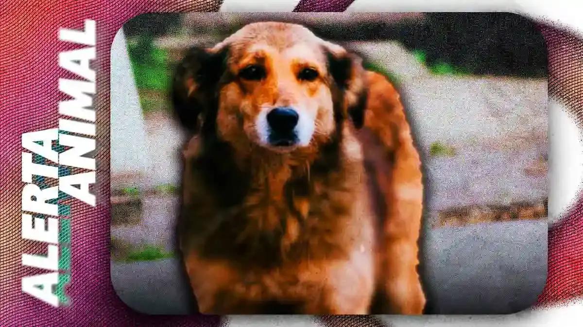 Acusan a Bienestar Animal de Puebla de ignorar reportes de maltrato