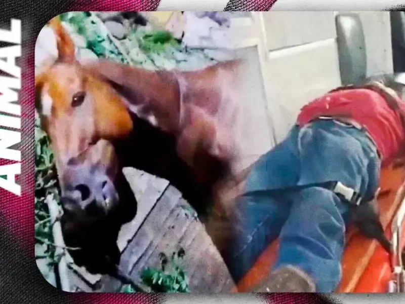Conductor ebrio atropella a jinete y su caballo en Hueytamalco; ambos resultan heridos