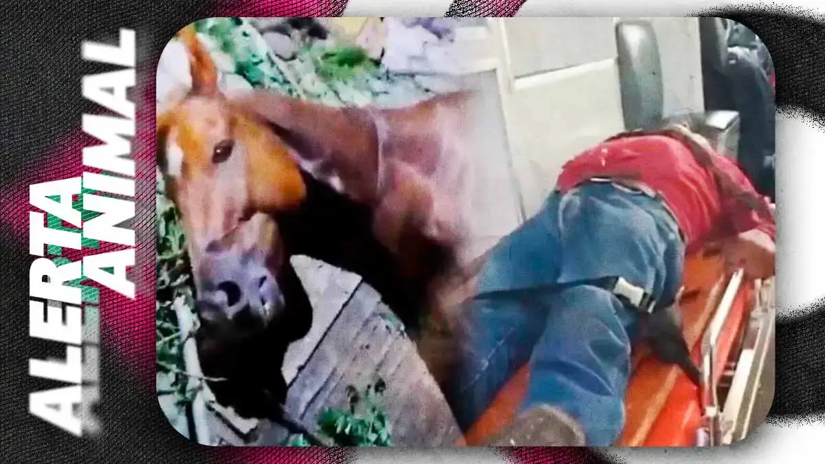 Conductor ebrio atropella a jinete y su caballo en Hueytamalco; ambos resultan heridos