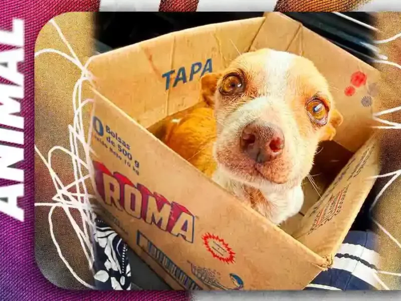 Mestizos Sin Fronteras rescata a “Polito”, chihuahua abandonado que enfrenta graves problemas de salud