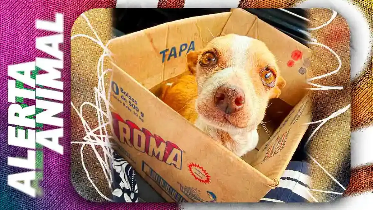 Mestizos Sin Fronteras rescata a “Polito”, chihuahua abandonado que enfrenta graves problemas de salud