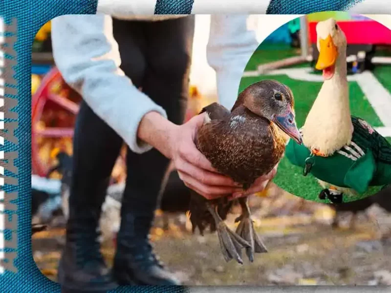 Animalistas alertan sobre riesgos por la venta de patos masiva tras el fenómeno del “Pato Merlín”
