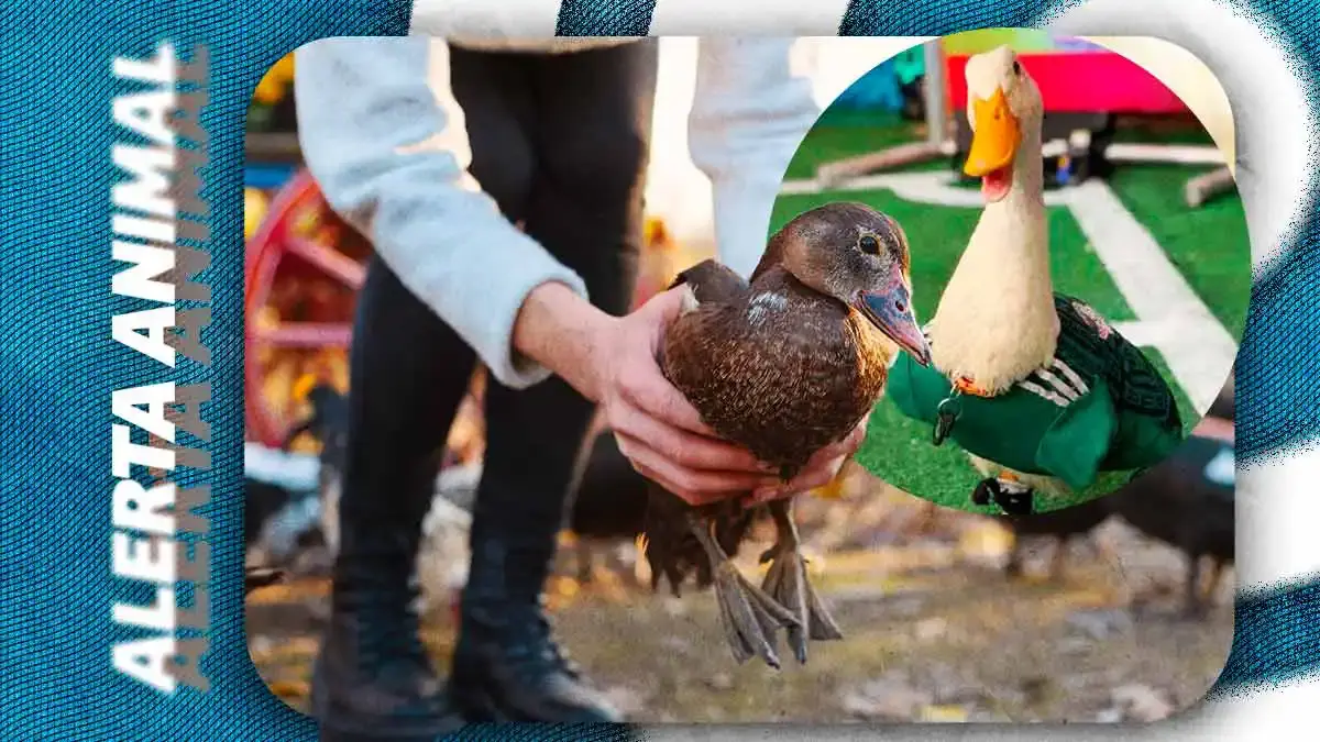 Animalistas alertan sobre riesgos por la venta de patos masiva tras el fenómeno del “Pato Merlín”