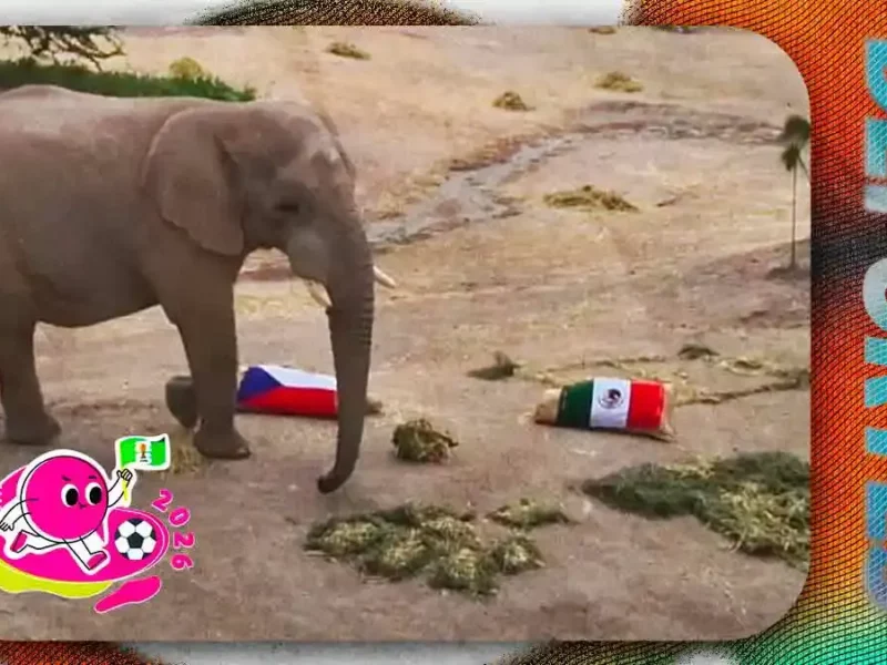 “Alineación Salvaje” de Africam Safari anticipa victoria de México vs Chequia en Mundial 2026