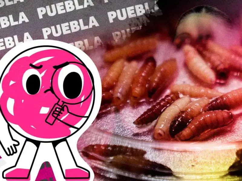 Puebla concentra el mayor número de casos de gusano barrenador en México