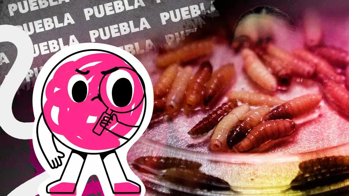 Puebla concentra el mayor número de casos de gusano barrenador en México