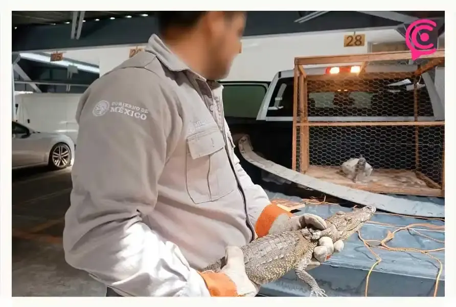 Profepa rescata cuatro zorros grises de fraccionamiento de Amozoc, Puebla