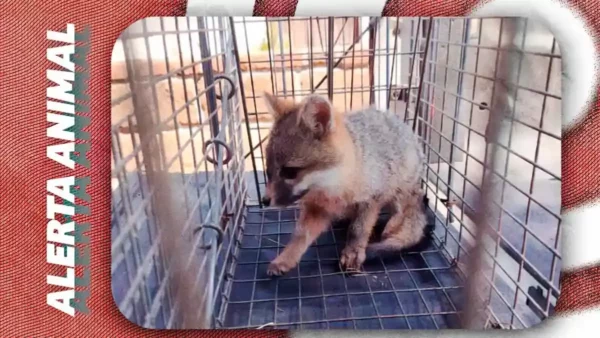 Profepa rescata cuatro zorros grises de fraccionamiento de Amozoc, Puebla