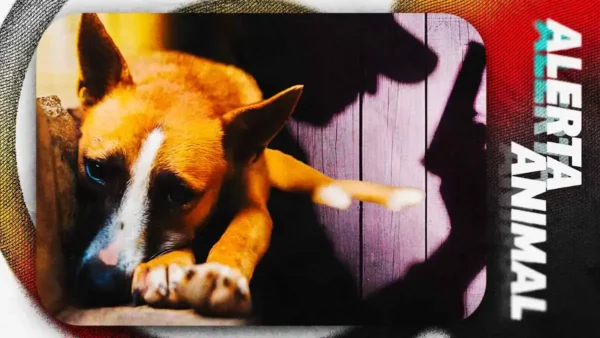 ¿Es el “Tirador de Atlixcáyotl”? FGE busca a conductor que balea perros desde camioneta en Cholula 