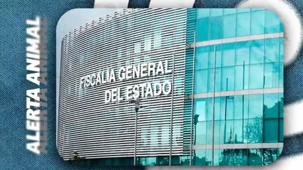 Fiscalía de Puebla procesa a tres personas por maltrato animal y portación de arma en Texmelucan