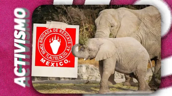 Africam Safari donará ingresos de taquilla a Topos Tlatelolco para apoyar labores en Venezuela