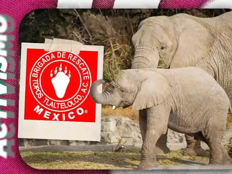 Africam Safari donará ingresos de taquilla a Topos Tlatelolco para apoyar labores en Venezuela