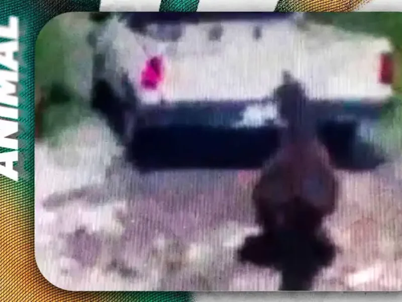 Cuacolandia exige justicia tras caso de caballo arrastrado en San Martín Texmelucan