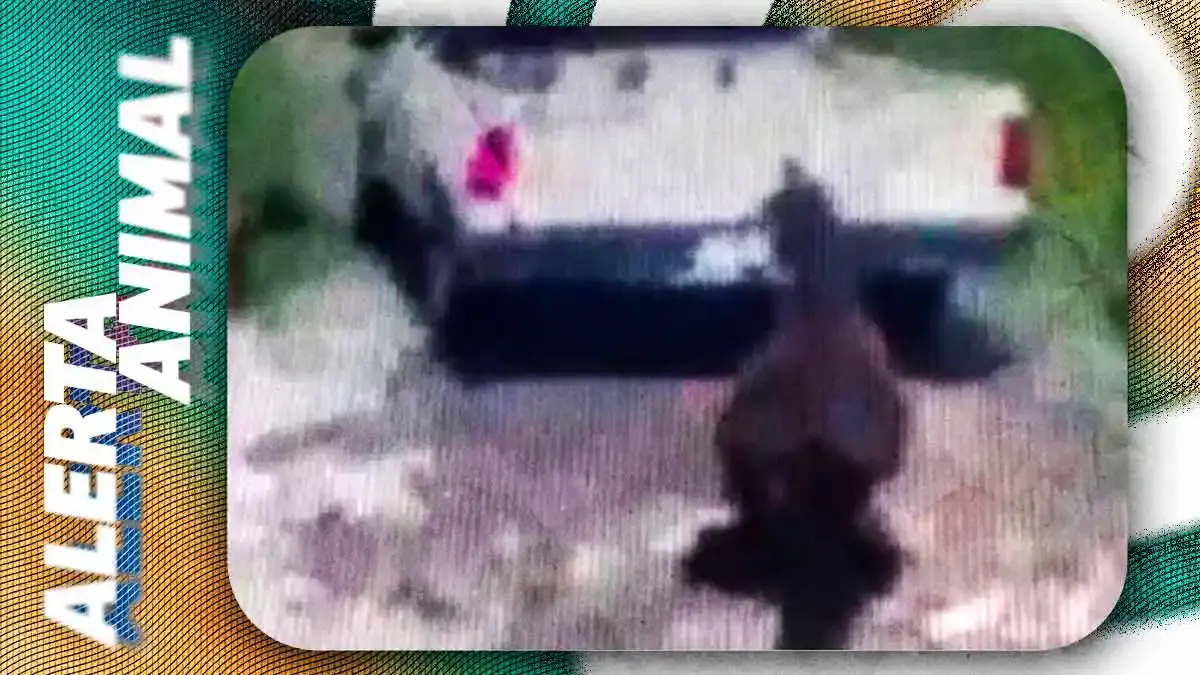 Cuacolandia exige justicia tras caso de caballo arrastrado en San Martín Texmelucan