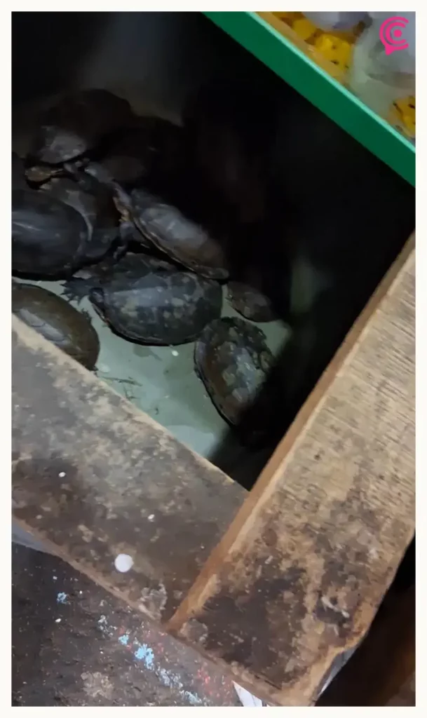 Denuncian maltrato y venta de animales en Mercado Hidalgo; exigen intervención de autoridades municipales