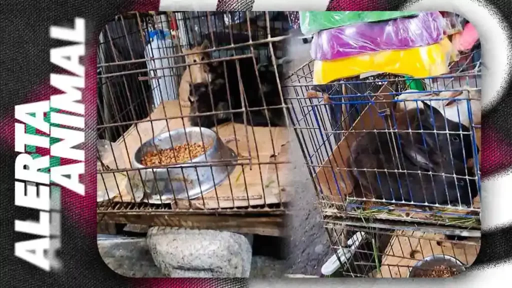 Denuncian maltrato y venta de animales en Mercado Hidalgo; exigen intervención de autoridades municipales