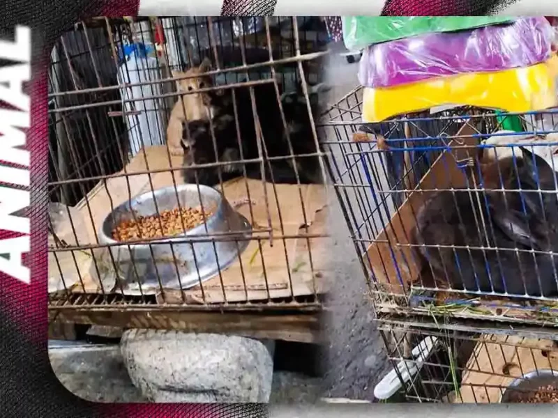 Denuncian maltrato y venta de animales en Mercado Hidalgo; exigen intervención de autoridades municipales
