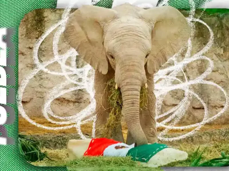 Africam Safari Puebla regalará mil accesos gratuitos por cada gol de México contra Inglaterra