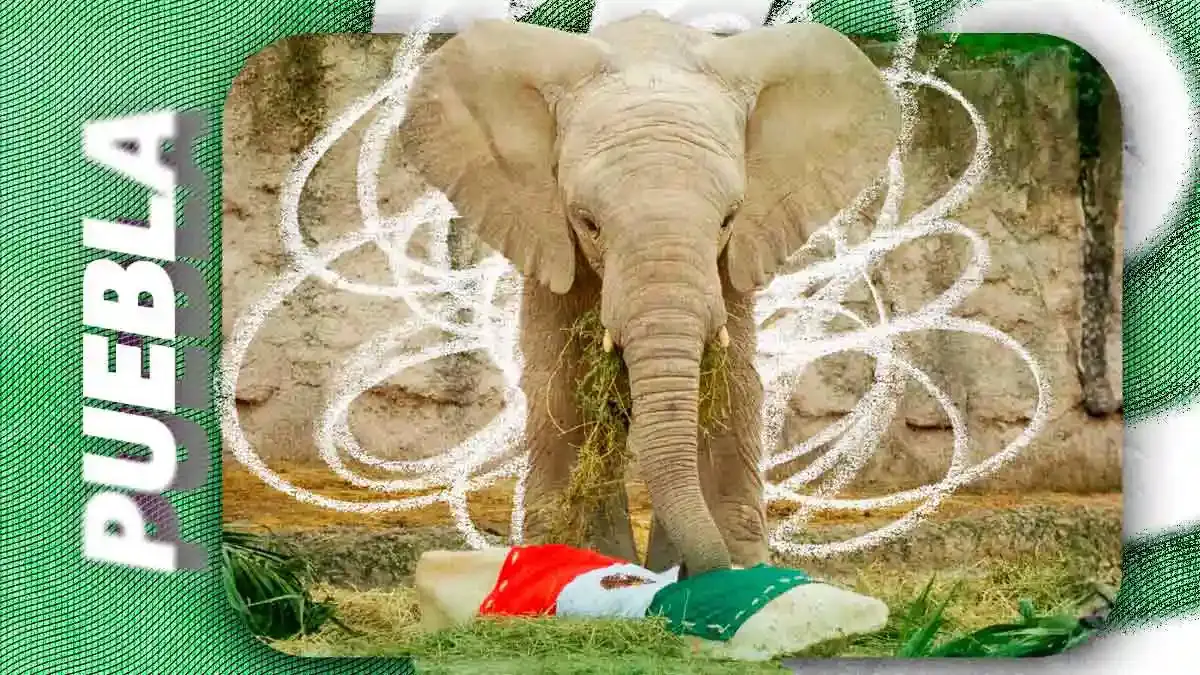 Africam Safari Puebla regalará mil accesos gratuitos por cada gol de México contra Inglaterra