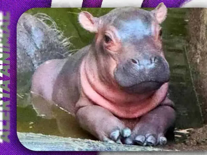 Confirman nacimiento de un hipopótamo en Xicotepec; suman cuatro ejemplares en Granja Animalia