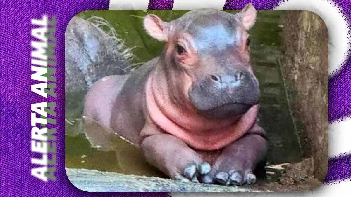 Confirman nacimiento de un hipopótamo en Xicotepec; suman cuatro ejemplares en Granja Animalia