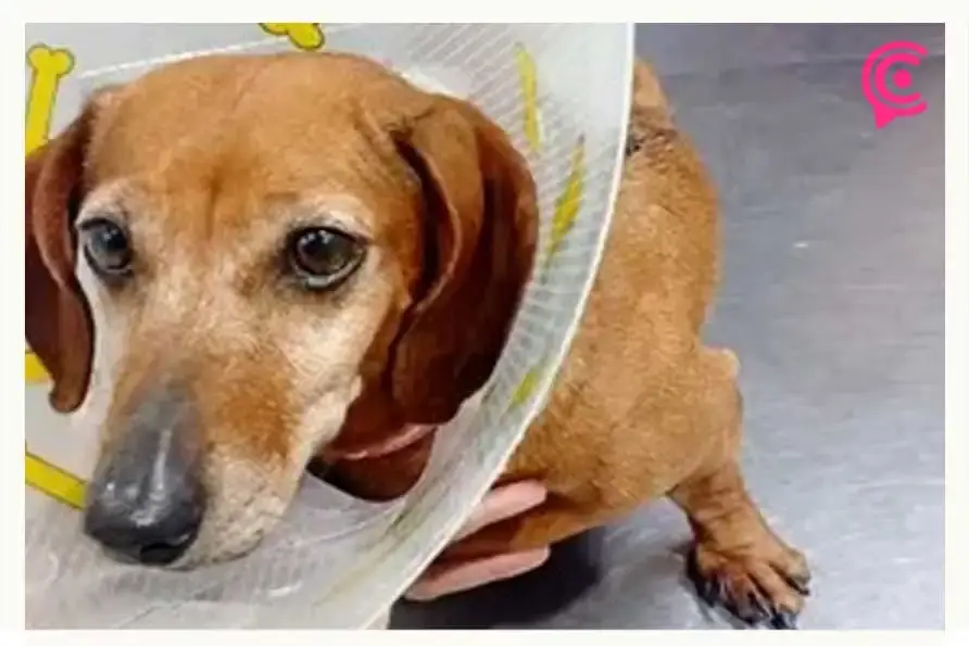 Queman a perro con aceite hirviendo y lo abandonan muerto en basurero en Tehuacán, Puebla