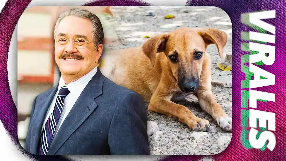 Pedro Sola desata polémica por comentario sobre envenenar perros: “No los tolero”