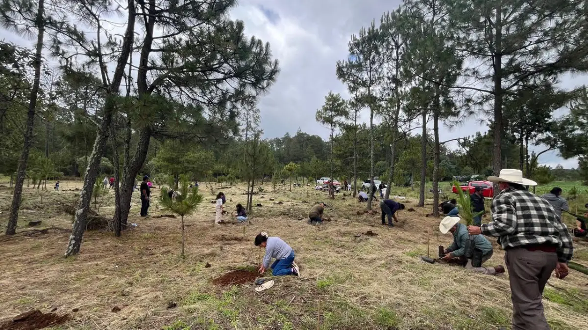 AgendaZacatlánSustentable: Ayuntamiento encabeza reforestación en Metepec