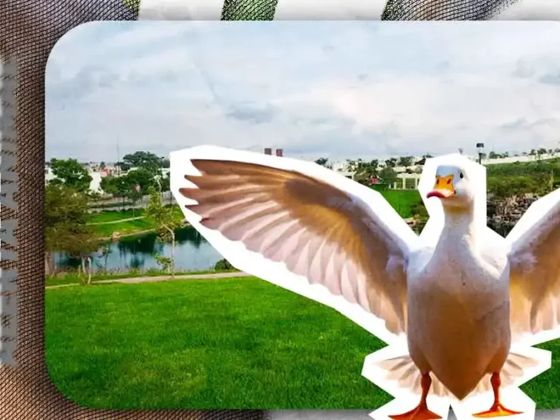 Exigen frenar maltrato contra patos en Parque Cascatta de Angelópolis; denuncian acoso de infancias contra ejemplares
