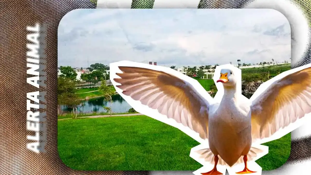 Exigen frenar maltrato contra patos en Parque Cascatta de Angelópolis; denuncian acoso de infancias contra ejemplares