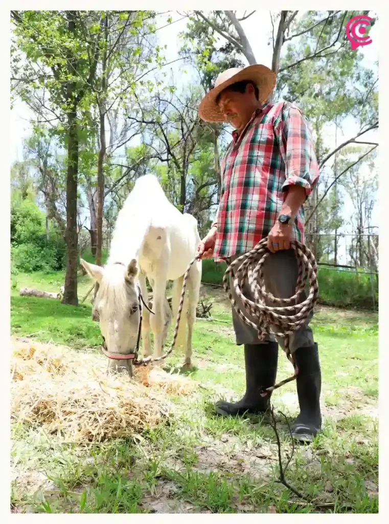Fiscalía de Puebla rescata a dos caballos víctimas de maltrato animal; permanecían amarrados y desnutridos