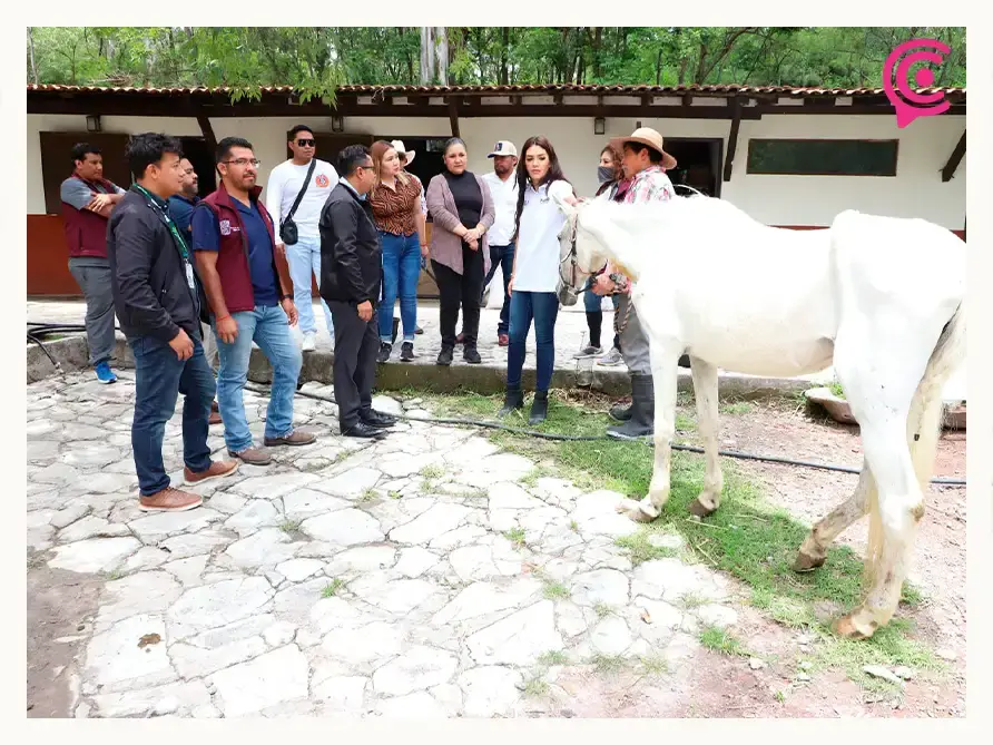 Fiscalía de Puebla rescata a dos caballos víctimas de maltrato animal; permanecían amarrados y desnutridos
